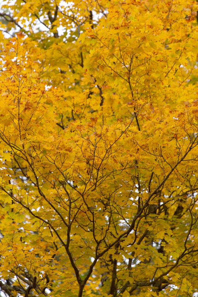Golden yellow autumn tree with intricate branches warm fall nature wallpaper background