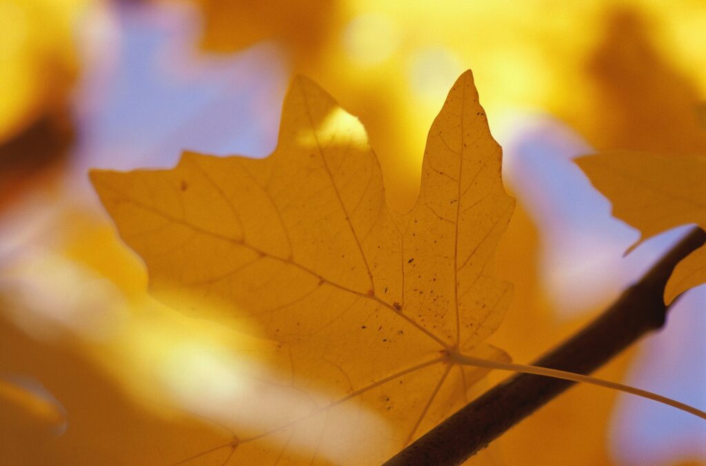 Close-up of vibrant yellow autumn maple leaf with detailed veins and warm golden sunlight background Wallpaper