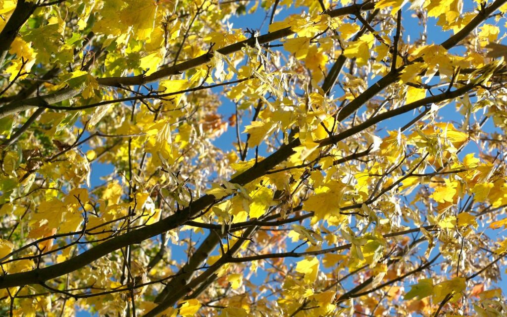 Golden yellow maple leaves on tree branches vibrant autumn foliage against clear blue sky Wallpaper