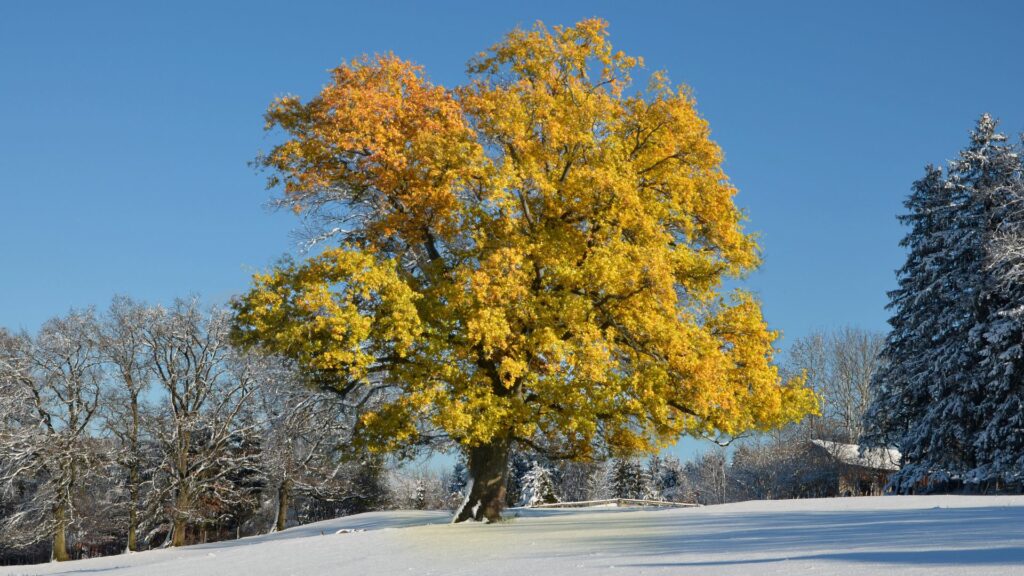 Vibrant yellow tree with golden leaves in snowy winter landscape under clear blue sky background Wallpaper