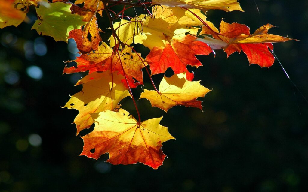 Golden yellow and red maple leaves glowing in sunlight with autumn colors warm seasonal wallpaper