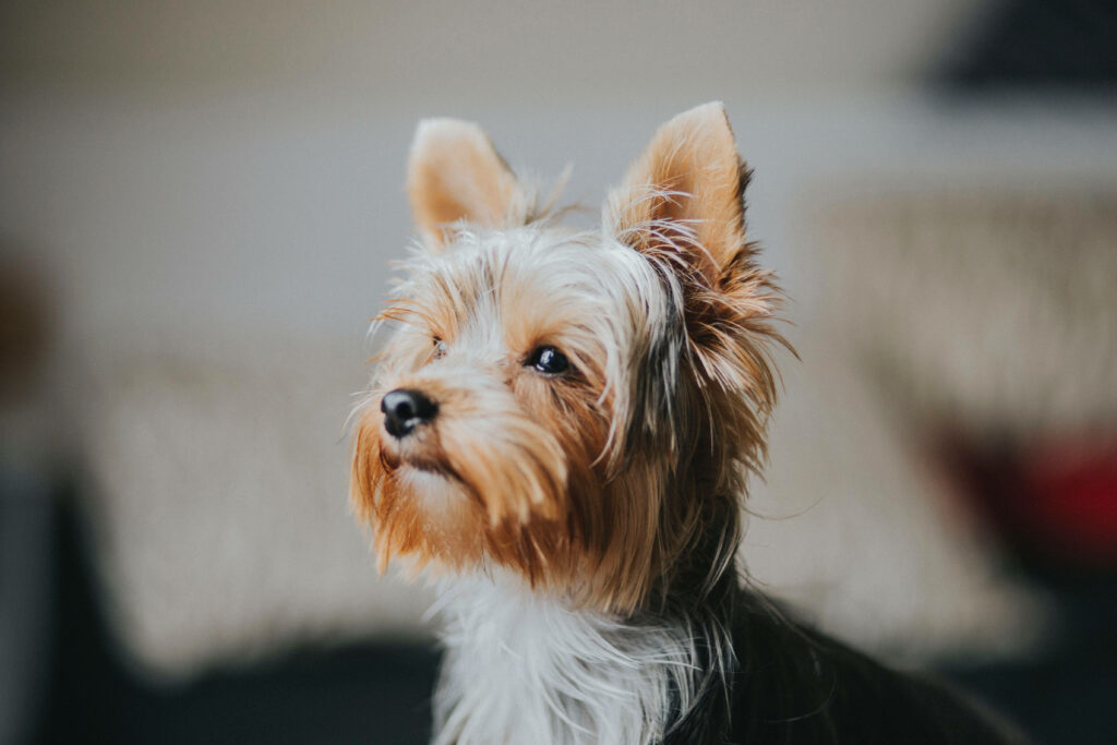 Capturing the Elegance: Side Profile of a Stunning Golden Yorkie Puppy Showcasing Delicate White Fur in a Dreamy Blur Wallpaper