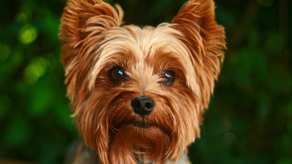 Golden Yorkshire Terrier Close-Up Wallpaper: Lush Fur & Green Background