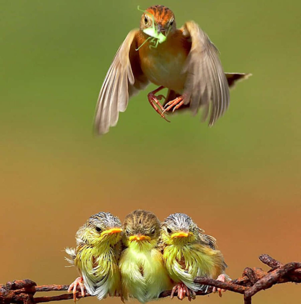 Golden-headed Cisticola: Mother Bird with Chicks in Flight Wallpaper
