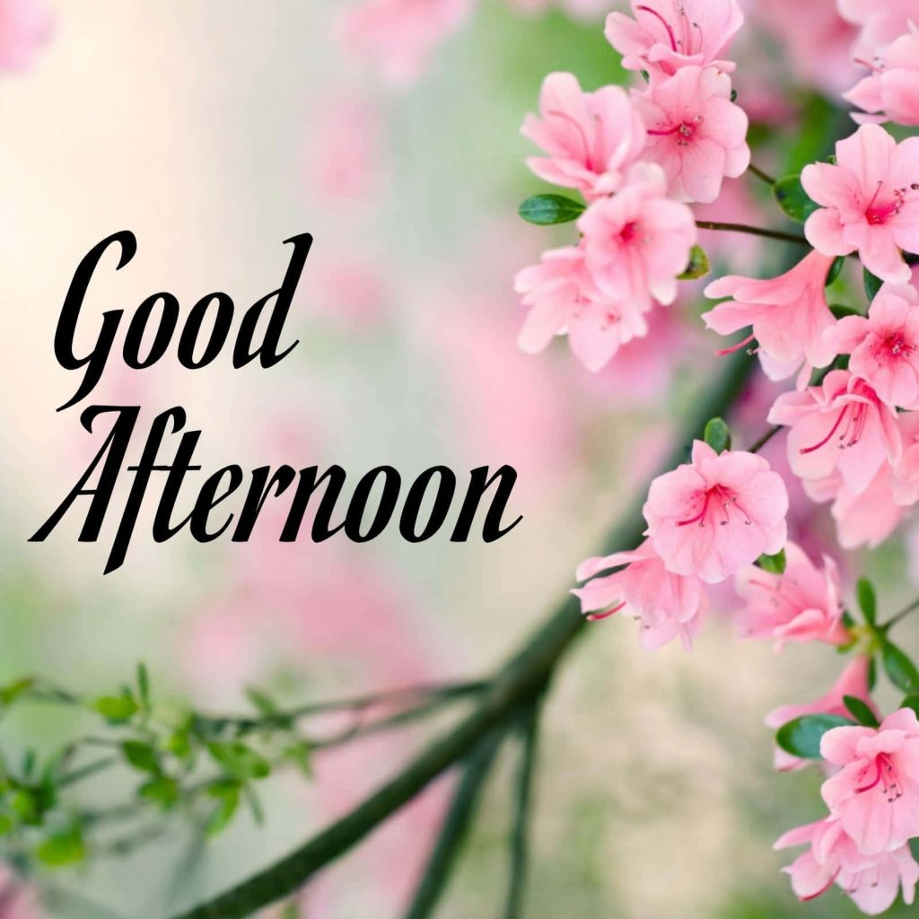 Good Afternoon greeting wallpaper with black script pink spring blossoms and soft green foliage background