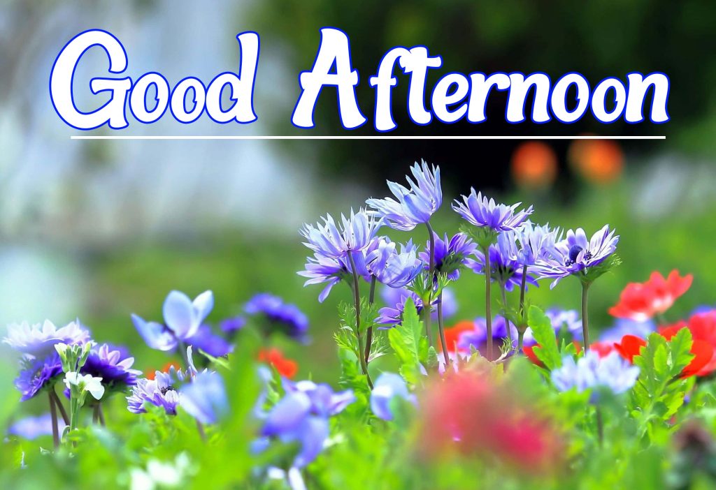 Good Afternoon greeting with vibrant purple and red spring flowers in sunny garden background Wallpaper