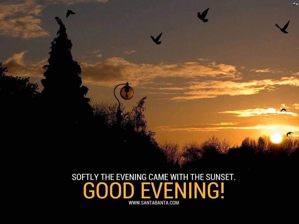Golden sunset sky with flying birds silhouette dark trees and street lamp good evening wallpaper