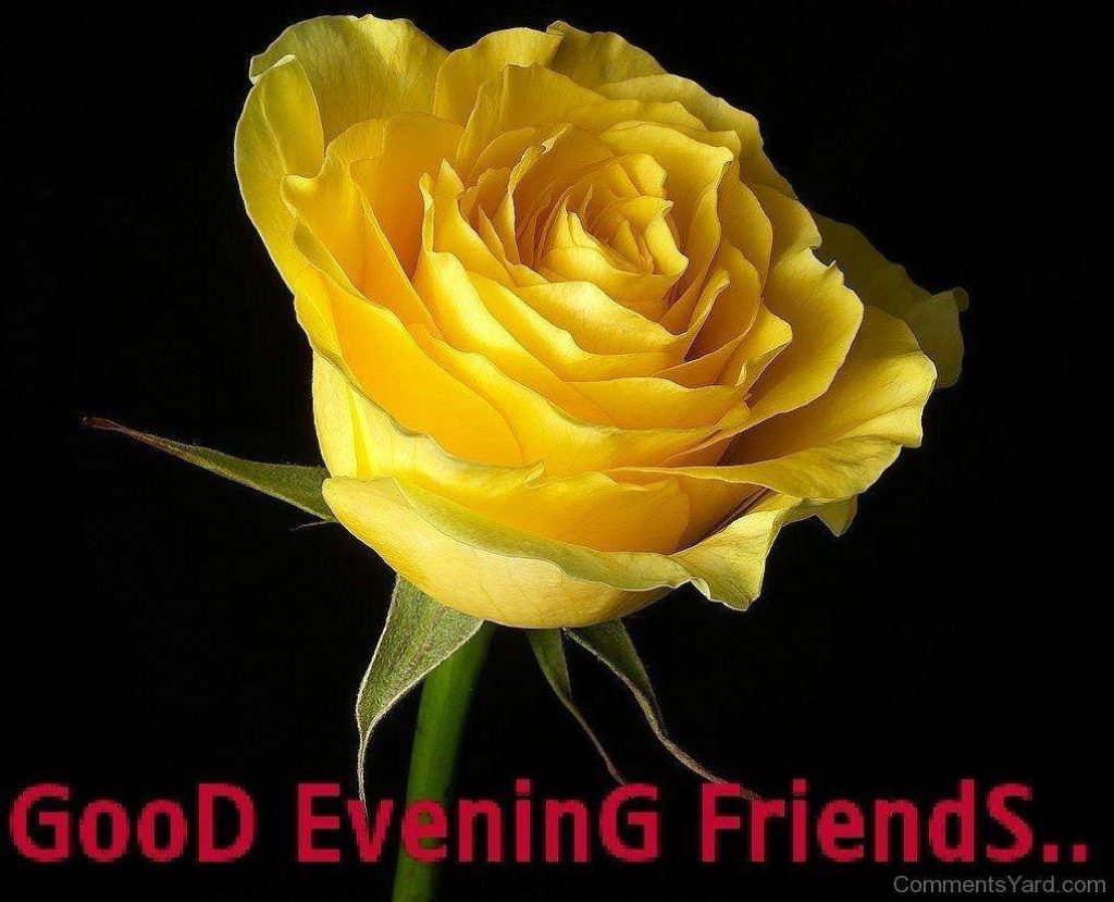 Vibrant yellow rose good evening wallpaper with red greeting on black background for friends