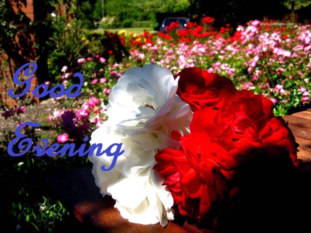 Good Evening wallpaper with vibrant white and red roses in soft-focus garden under warm light