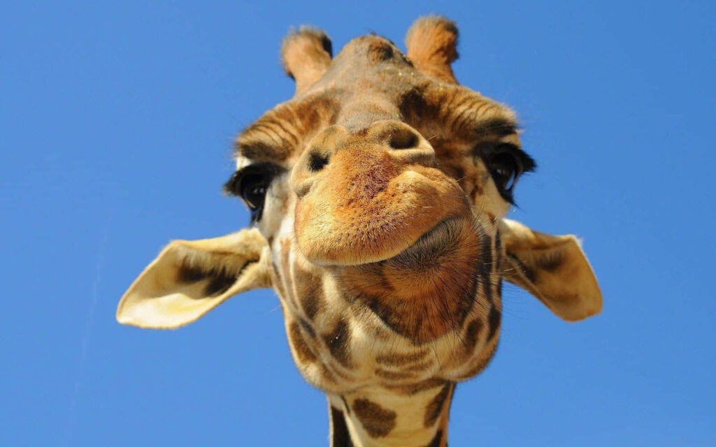 Playful Giraffe Close-Up Wallpaper Against Clear Blue Sky