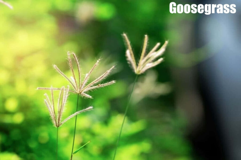 Goosegrass Wallpaper: Unique Seed Heads on Blurred Green Background
