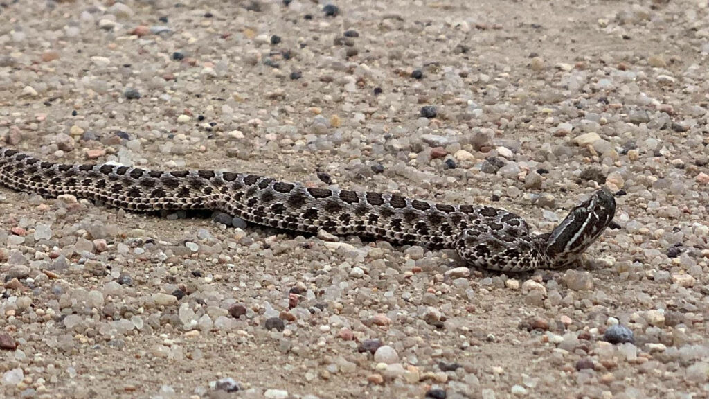 Gopher Snake Camouflage Wallpaper: Nature-Inspired Background