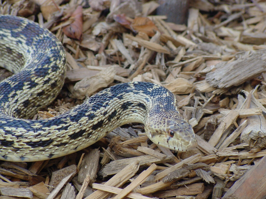 Gopher Snake Wallpaper: Slithering Across Forest Floor Background