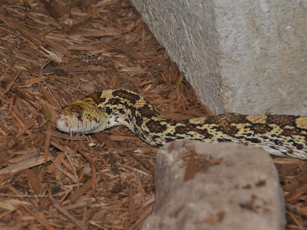 Serene Gopher Snake in Wood Chips: Nature’s Textured Background Wallpaper