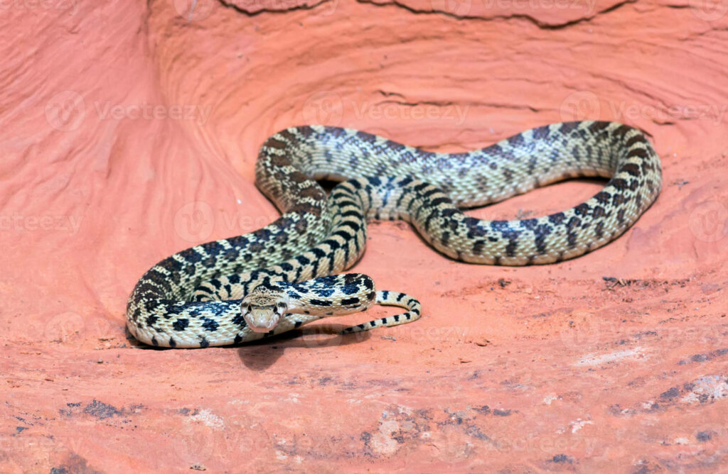 Stunning Gopher Snake Wallpaper: Nature's Art in a Cave Setting