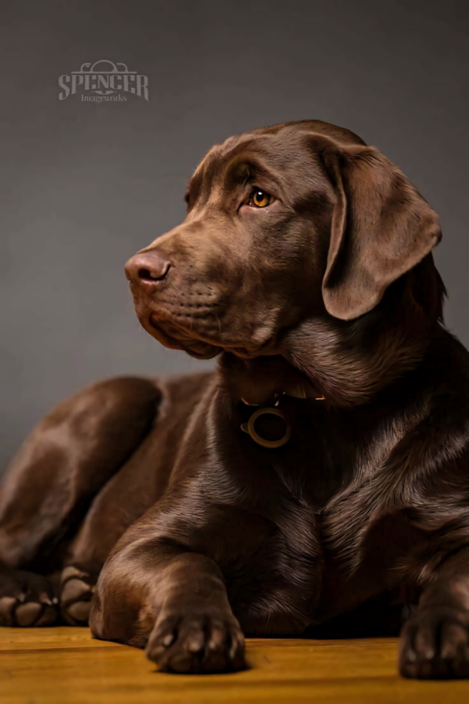 Charming Chocolate Labrador Puppy Wallpaper for Dog Lovers