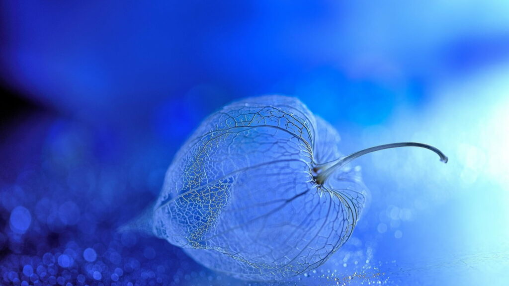 Whimsical White Blossom: Captivating HD Wallpaper with Stunning Blue Backdrop