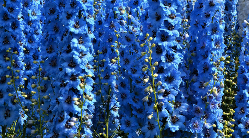 The Serene Beauty of Delphiniums: A Captivating Blue Flower Background Wallpaper