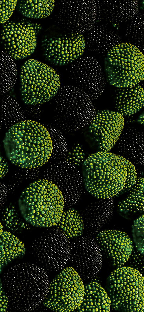 Emerald Oasis: Samsung Galaxy S10 Plus in Stunning Green with Raspberry Accents - HD Android Wallpaper