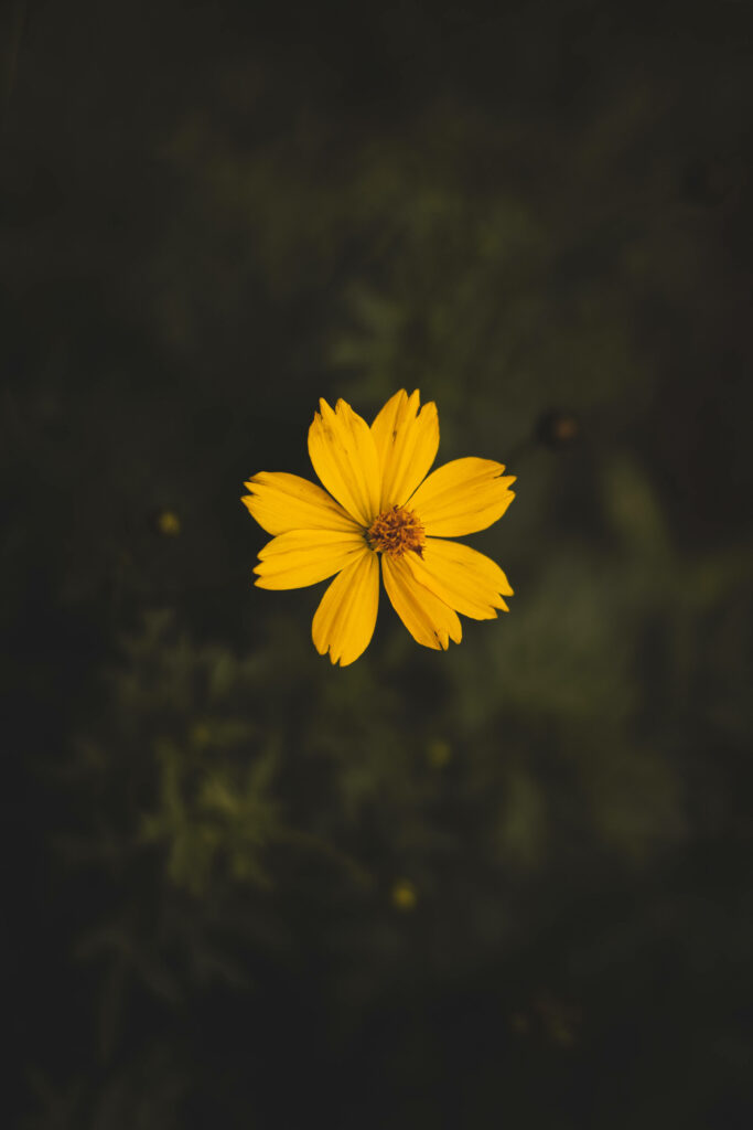 Sunshine Blooms: The Ultimate iPhone Wallpaper!