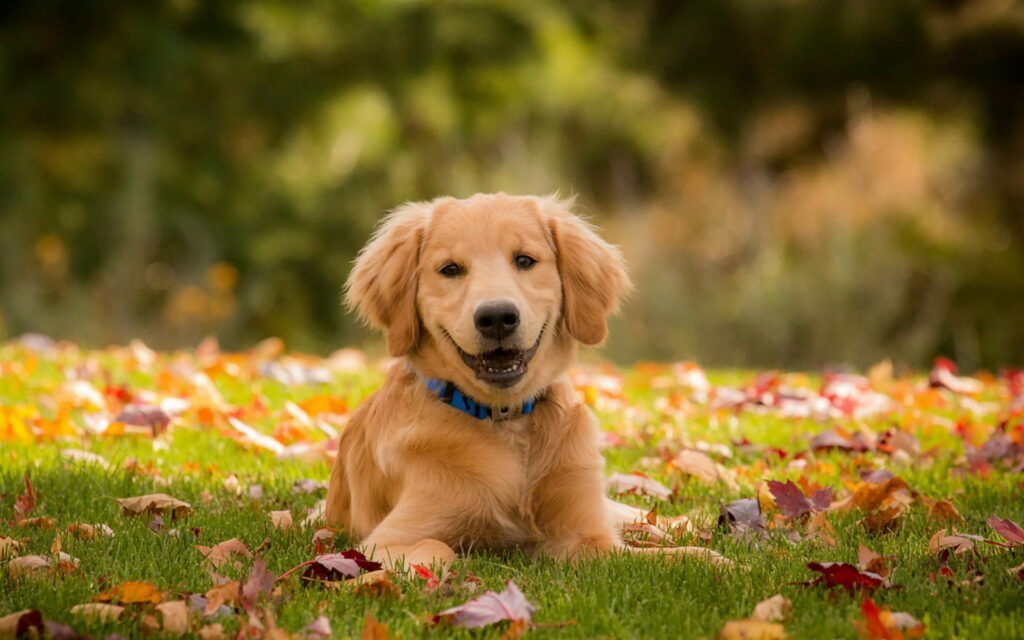 Autumn Bliss: Adorable Golden Retriever Puppy Basking in the Sun on a Vibrant Lawn - HD Wallpaper Background