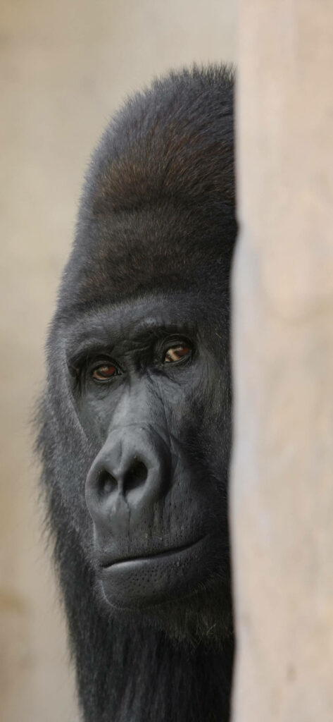 Gorilla Peeking Wallpaper: Captivating iPhone Background with Intense Gaze
