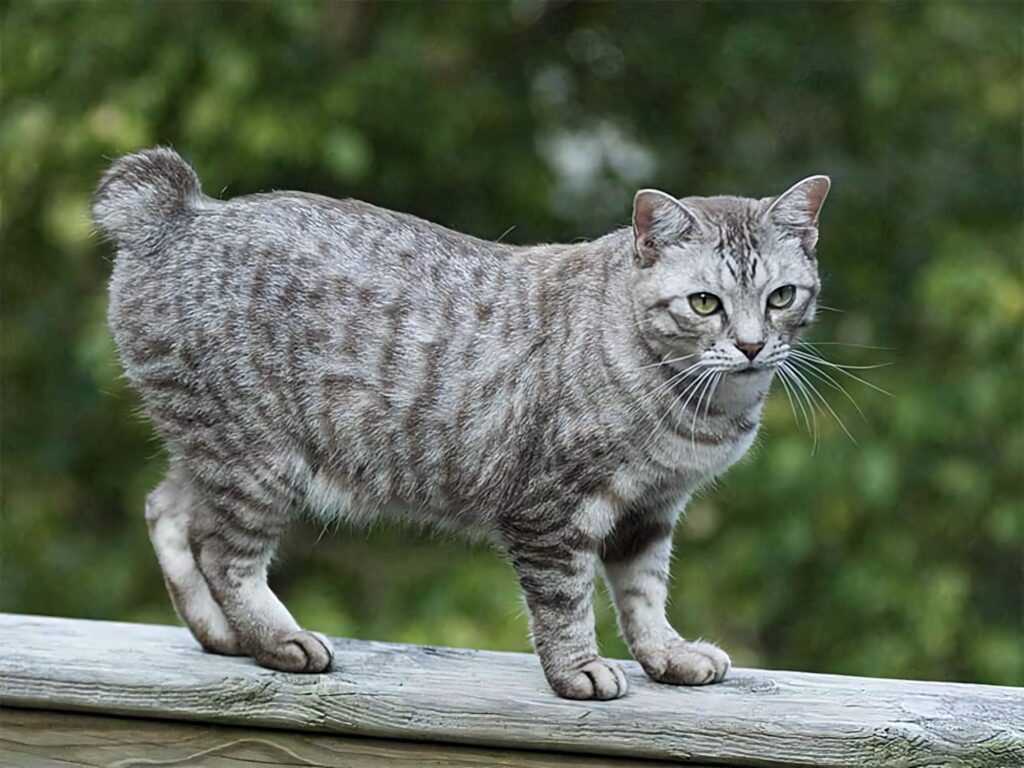 American Bobtail cat with short fluffy tail standing on wooden railing in lush green outdoors Wallpaper