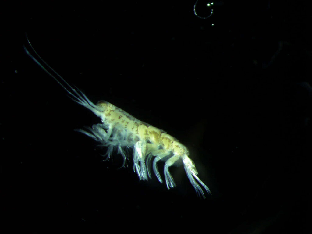 Amphipod with translucent body and delicate limbs drifting in dark underwater scene wallpaper background