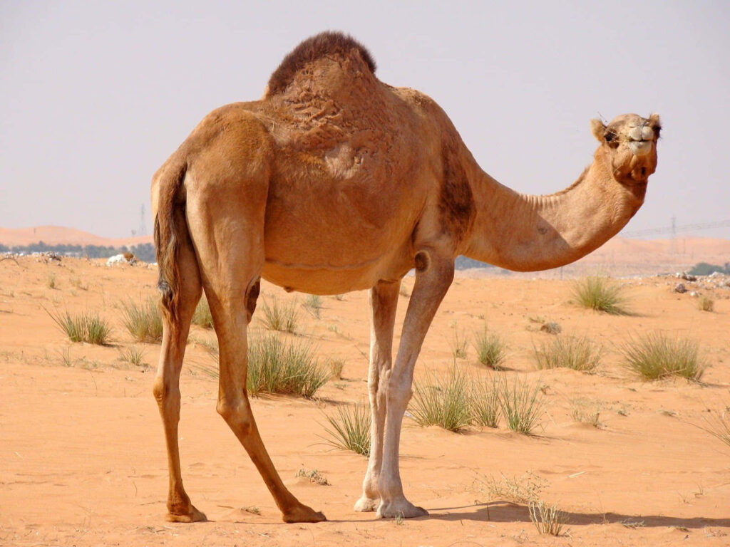 Arabian camel standing in desert with golden sand sparse green shrubs clear sky high resolution Wallpaper
