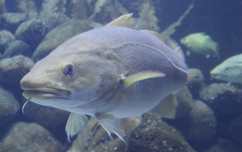 Close-up of arctic cod swimming underwater among rocky formations marine life wallpaper