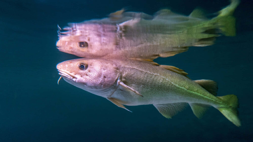 Arctic Cod swimming underwater with clear reflection on surface peaceful sea wallpaper