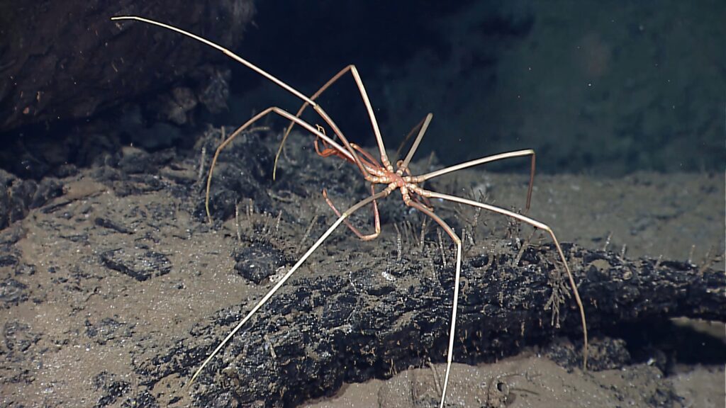 Delicate arrow crab with long slender legs on rugged ocean floor deep sea life wallpaper background