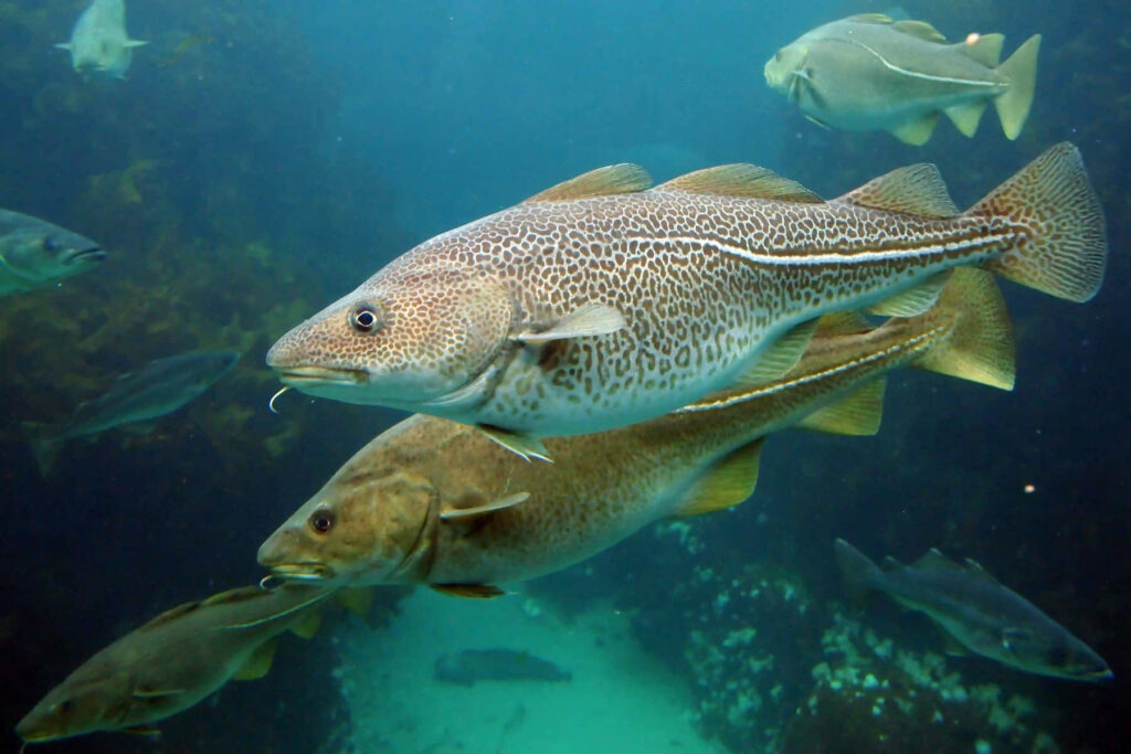 Group of Atlantic cod swimming underwater with patterned scales in clear aquatic habitat wallpaper