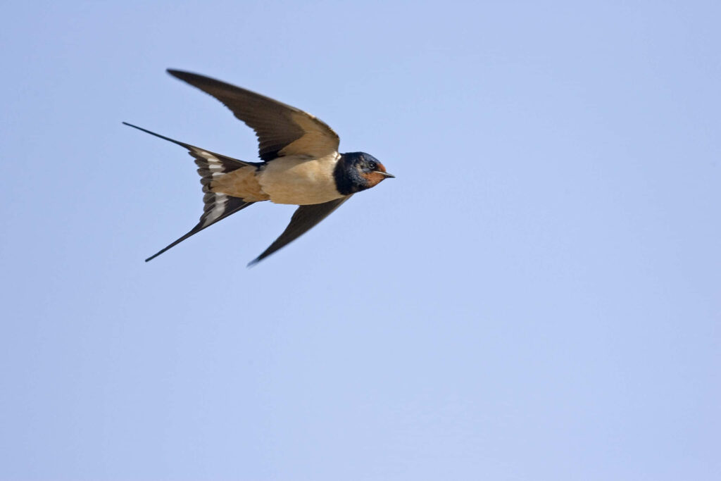 Graceful Barn Swallow in Flight: Vibrant Blue Sky Wallpaper