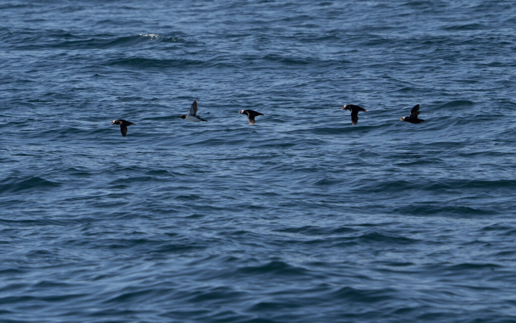 Birds soaring in synchronized flight above rippling blue sea tranquil nature wallpaper background