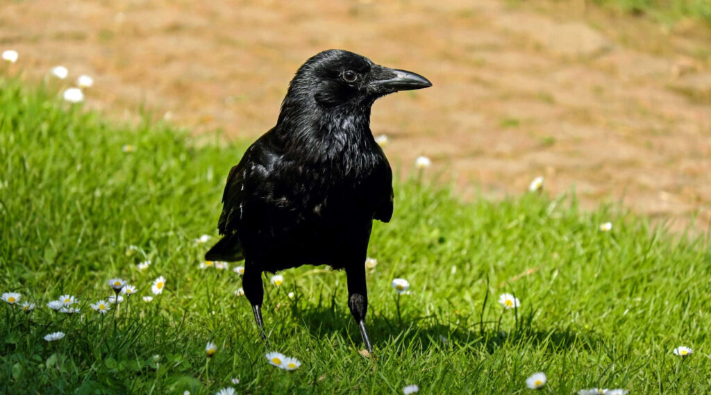 Black Rook Bird in Lush Grass with Daisies - Serene Nature Wallpaper