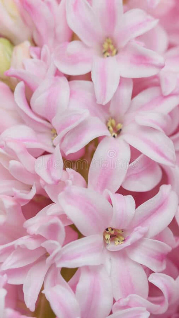Delicate Blooms: A Charming Light Pink Floral iPhone Background Wallpaper
