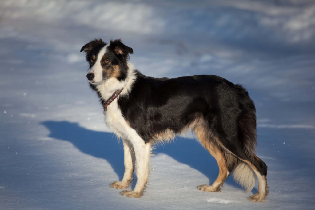 Graceful Border Collie in Snowy Landscape: A Stunning Winter Scene Wallpaper