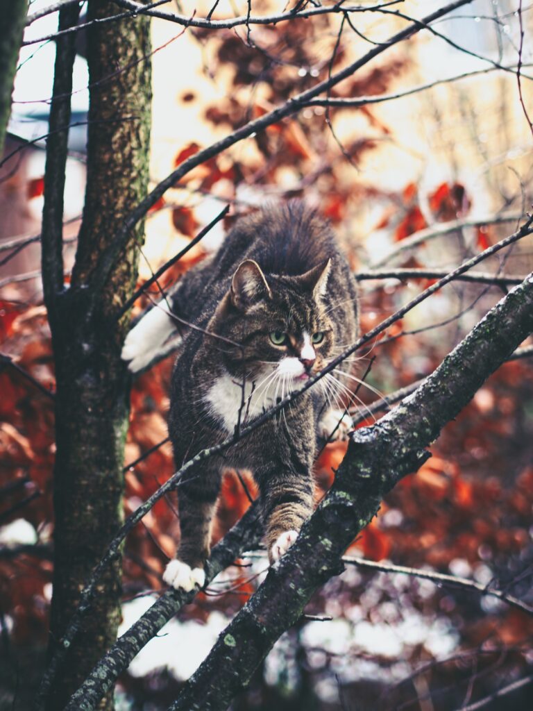 Curious Cat Climbing Tree in Autumn Wallpaper - Adventure Scene