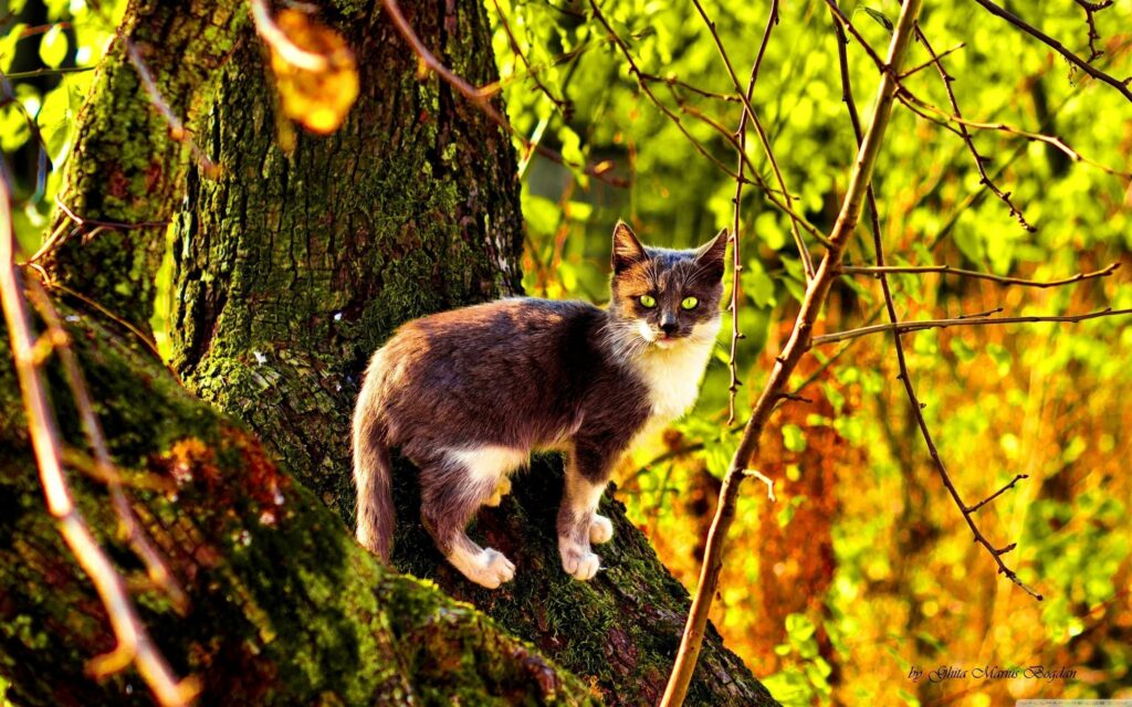 Autumn Cat Climbing Tree: Vibrant Nature Wallpaper 2560x1600