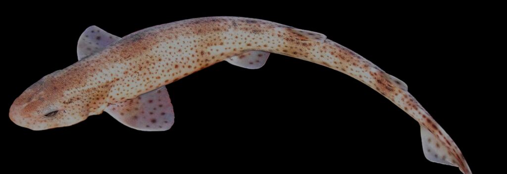 Graceful spotted cat shark swimming with delicate fins on deep black background wallpaper