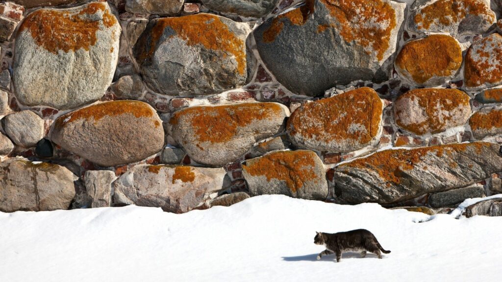 Graceful Cat on Snowy Ground with Rustic Stone Wall Backdrop Wallpaper
