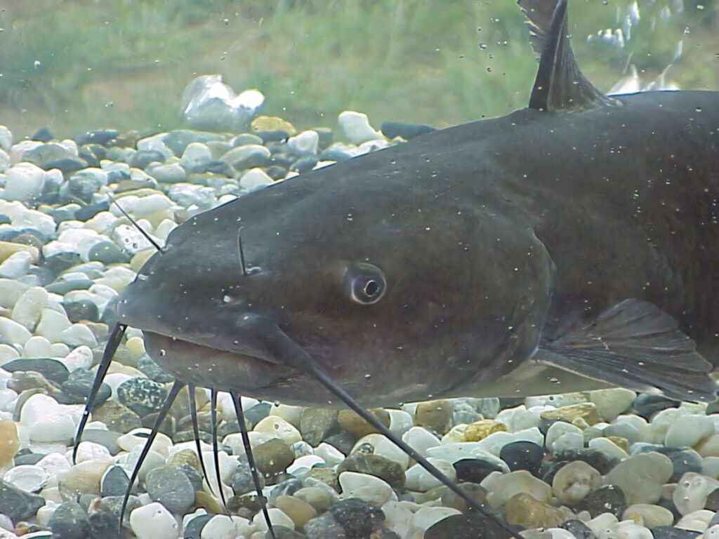 Catfish with distinctive whiskers gliding in clear aquarium over colorful pebble bed wallpaper