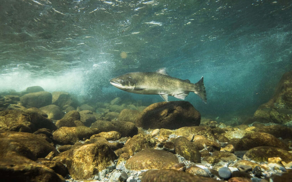 Chinook salmon swimming above riverbed rocks in clear blue water vibrant underwater wallpaper