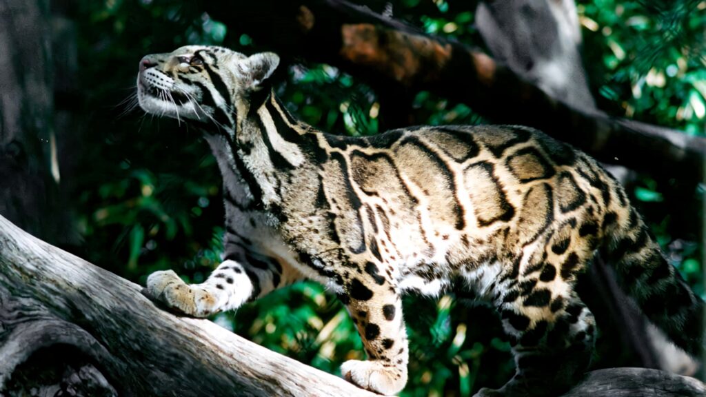 Clouded leopard climbing sunlit tree branch with golden fur and spotted coat in green forest Wallpaper