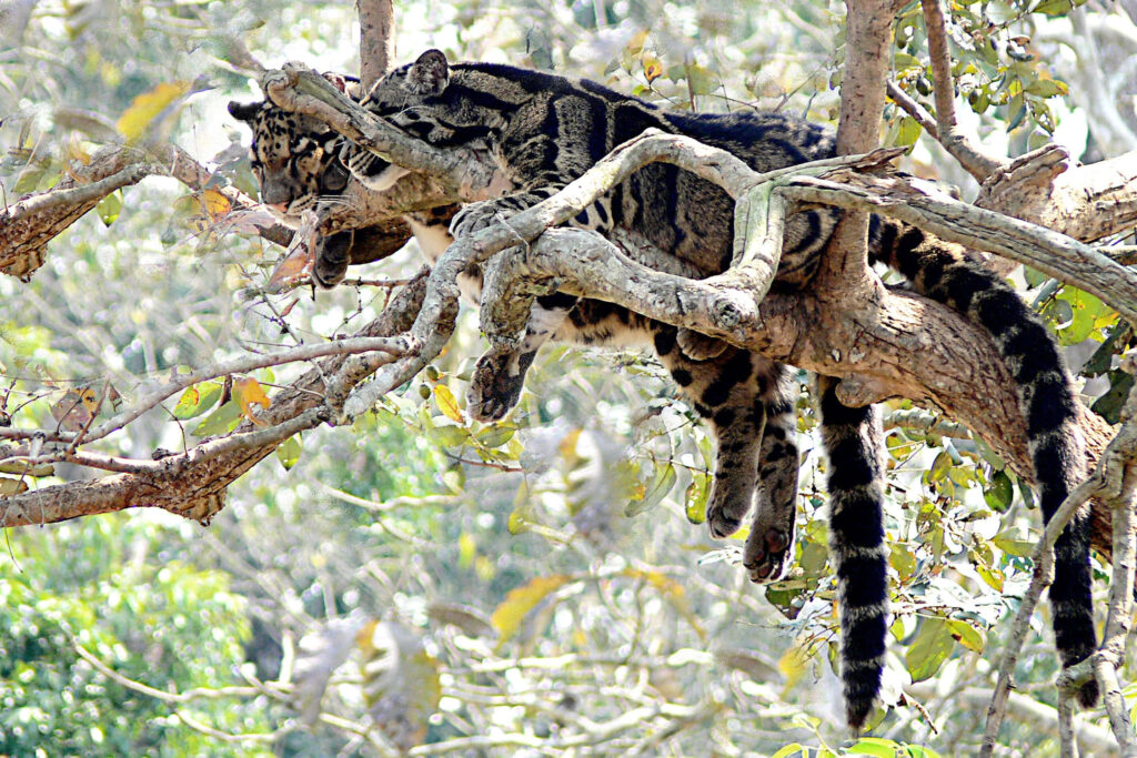 Clouded leopard resting on tree branches with spotted coat in dappled sunlight forest setting wallpaper