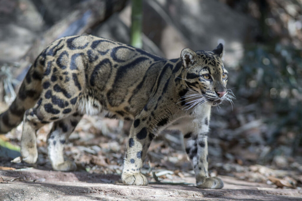 Graceful Clouded Leopard: Striking Spots in Natural Background Wallpaper
