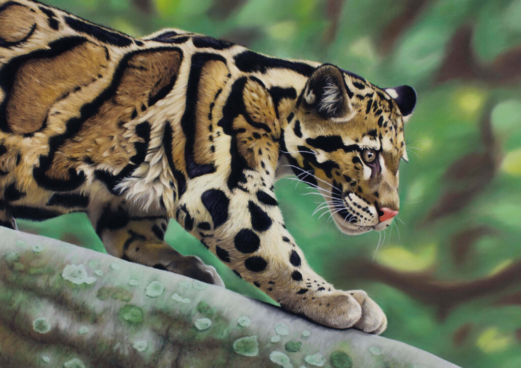 Clouded leopard walking on mossy tree branch blending into vibrant green forest background Wallpaper
