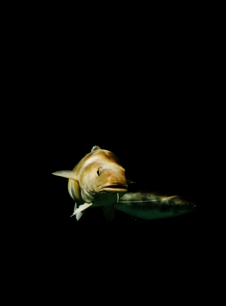 Illuminated Cod Fish Swimming Gracefully in Dark Background Wallpaper