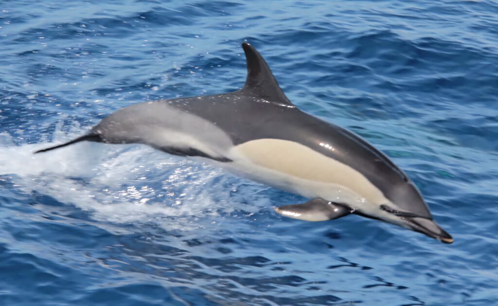 Common dolphin leaping above sparkling ocean waves vibrant marine life wallpaper background
